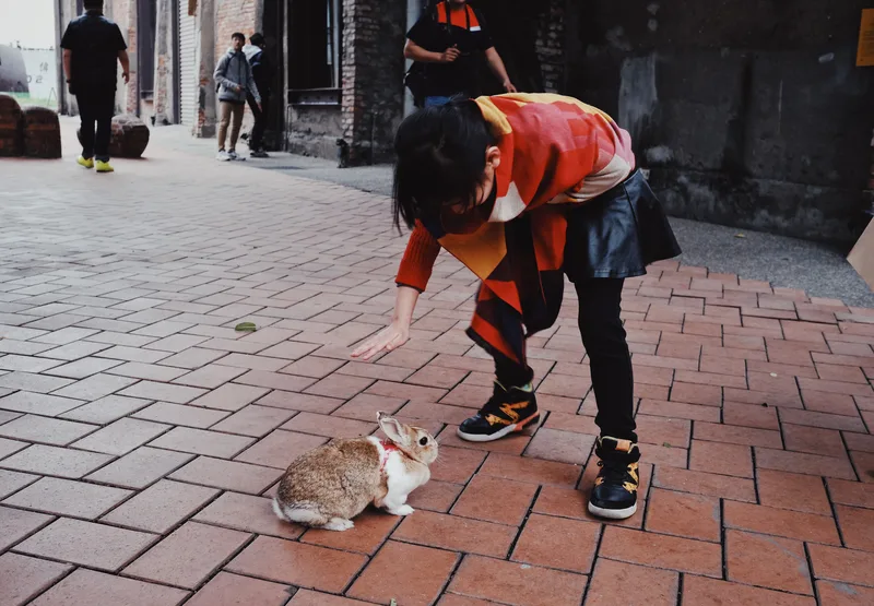 Child reaching toward a rabbit on a brick street