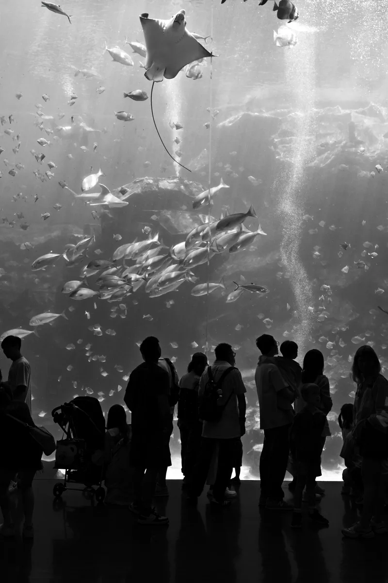 Silhouetted visitors before a huge aquarium window